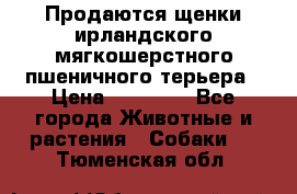 Продаются щенки ирландского мягкошерстного пшеничного терьера › Цена ­ 30 000 - Все города Животные и растения » Собаки   . Тюменская обл.